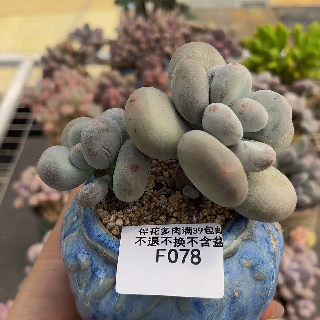 078-大叶奶酪多肉7cm