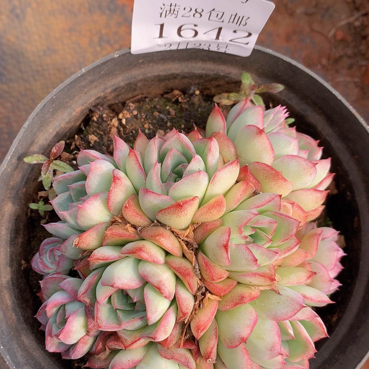 【闪购商品】云1642