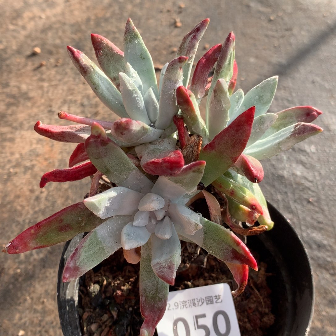 初霜050拍到凑单