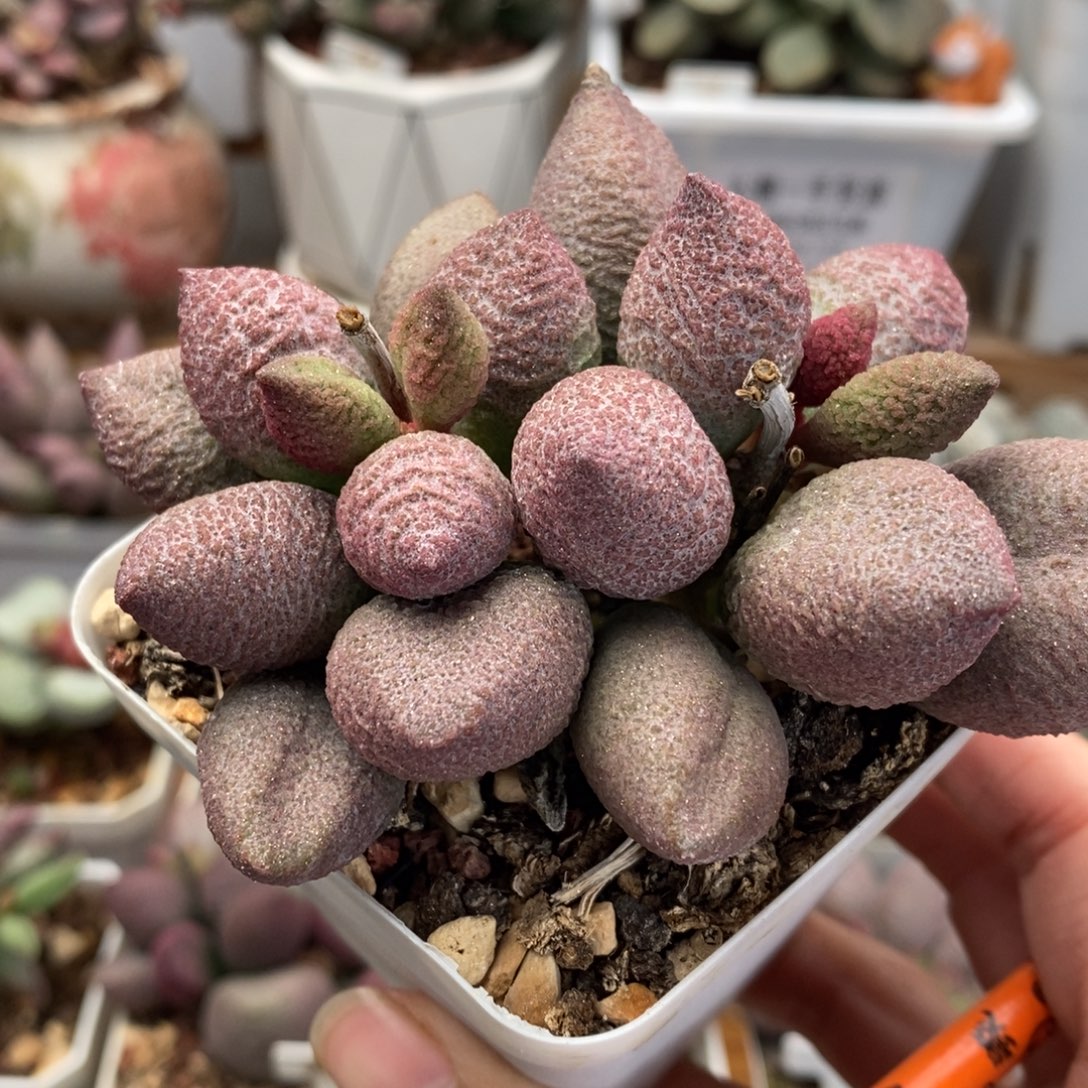 腹部双头水泡多肉植物