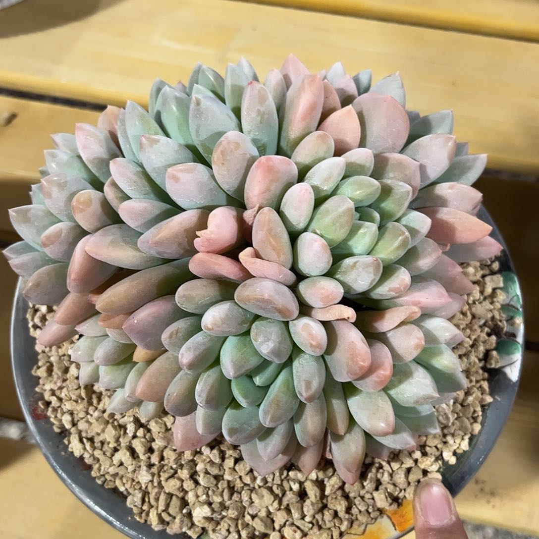 寄养链接的肉肉的肉肉