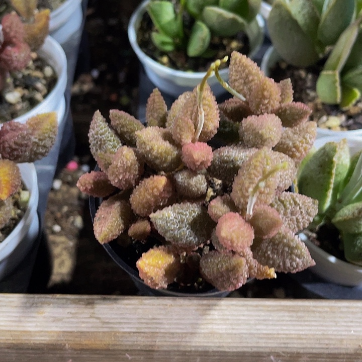 油桃水泡带盆土发货