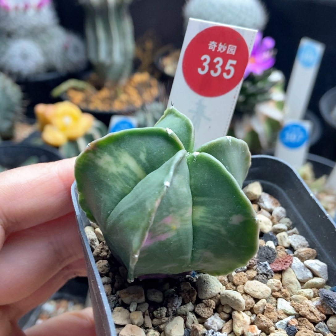 实生鸾凤玉锦4.7cm