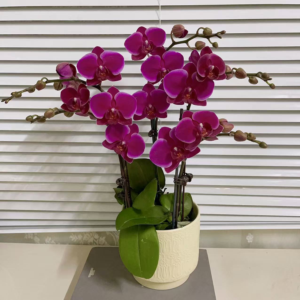 蝴蝶兰【红美人】2苗3花剑欧品 带花发货 室内好养 广州基地直发2-3