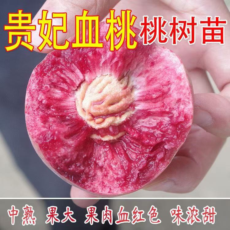 早熟血桃树苗嫁接黄桃树苖树当年结果南方北方种植树苗桃树果树苗