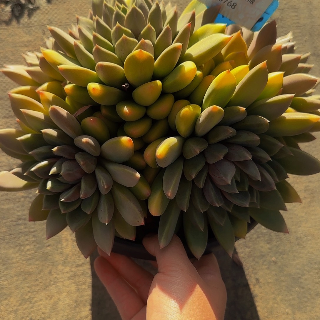 晓***琳啊啊啦啦啦啦啦啦ktvtutututuyutuunzwob多肉 