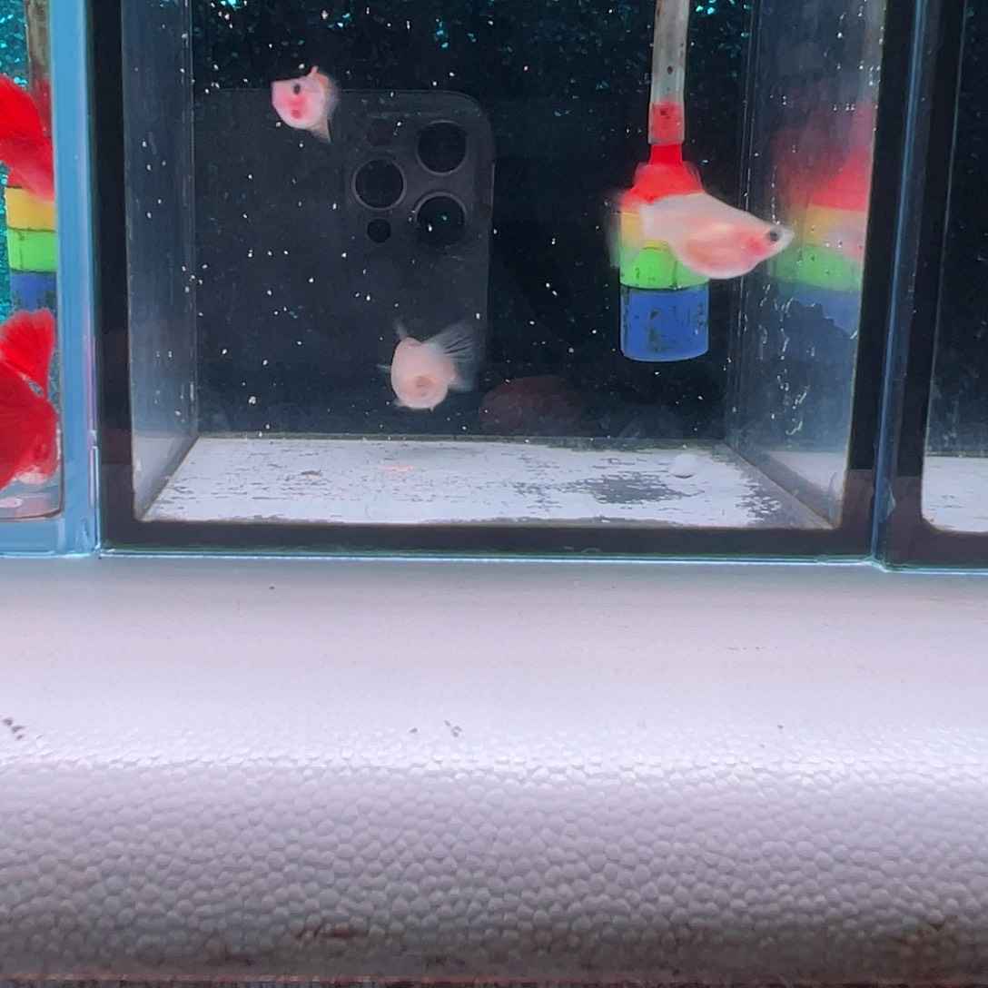 孔雀鱼幻彩玻璃猫短体3条