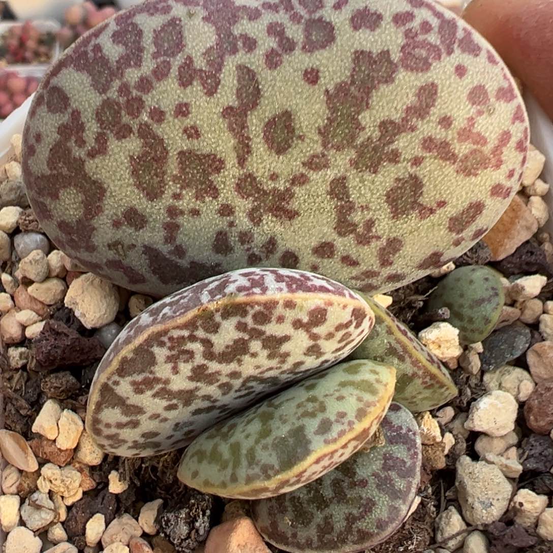 4.9厘米母叶超大花蛋多肉植物