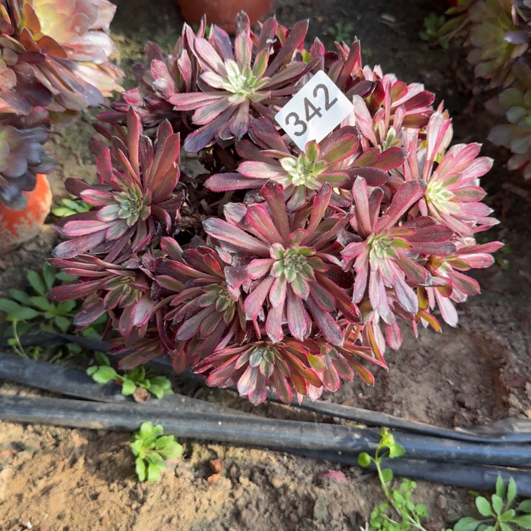 紫霞法师微瑕疵342号法师多肉