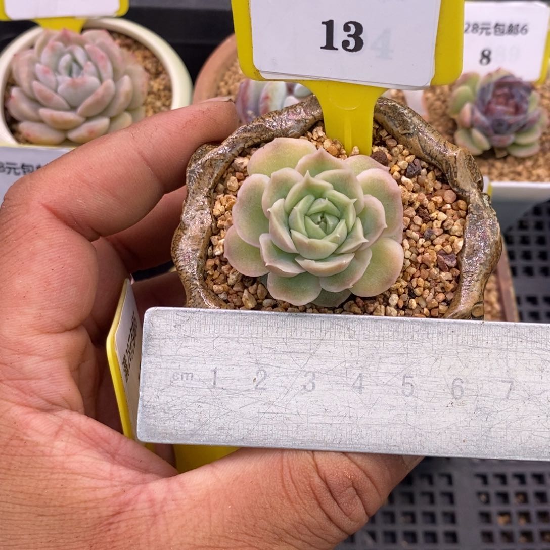 613水晶虾饺单头福利