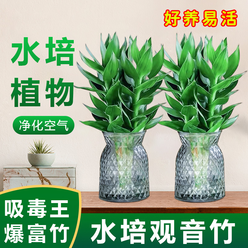 观音竹富贵竹水培租房绿植四季好养盆栽植物易活净化清新
