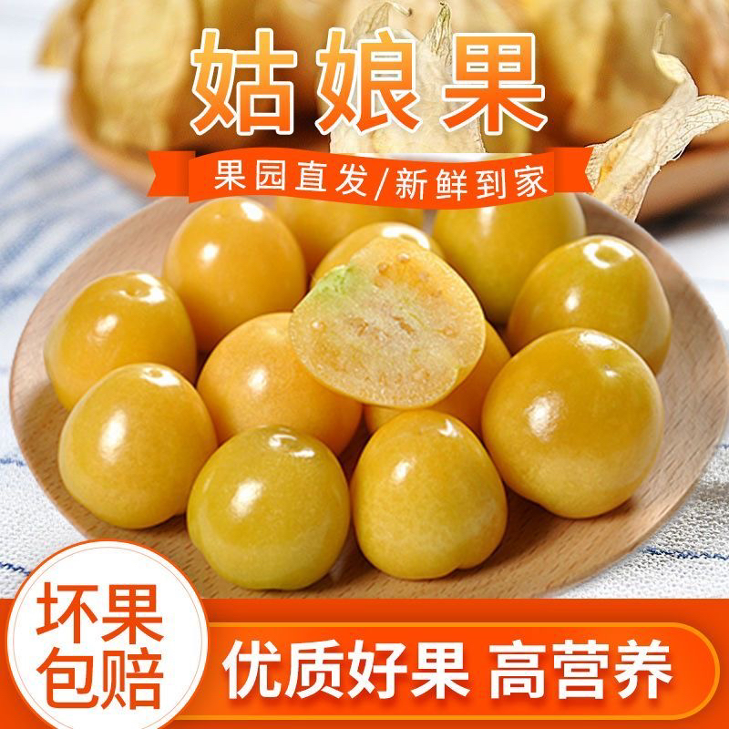 【姑娘果】东北新鲜姑娘果灯笼果薄皮甜黄菇娘果水果产地直发