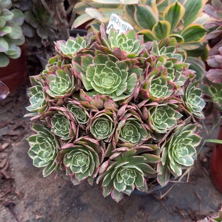 满20包邮，104海王