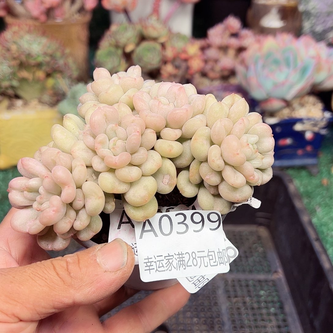 幸运的是我的朋友们