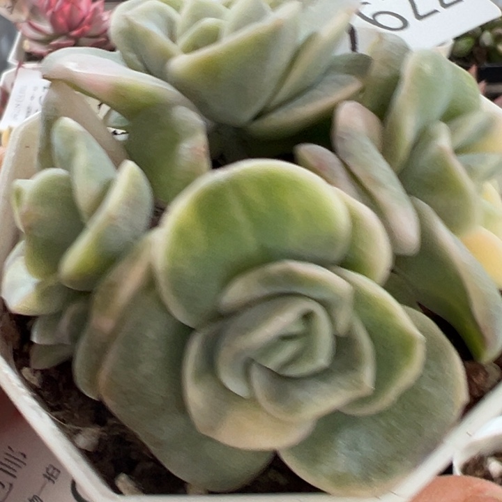 可爱玫瑰金多肉植物2622