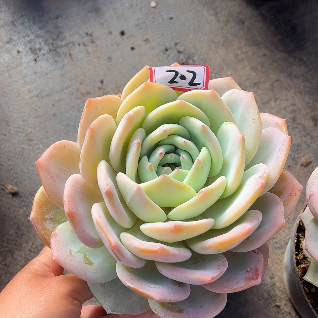 202号凤橙，一物一拍