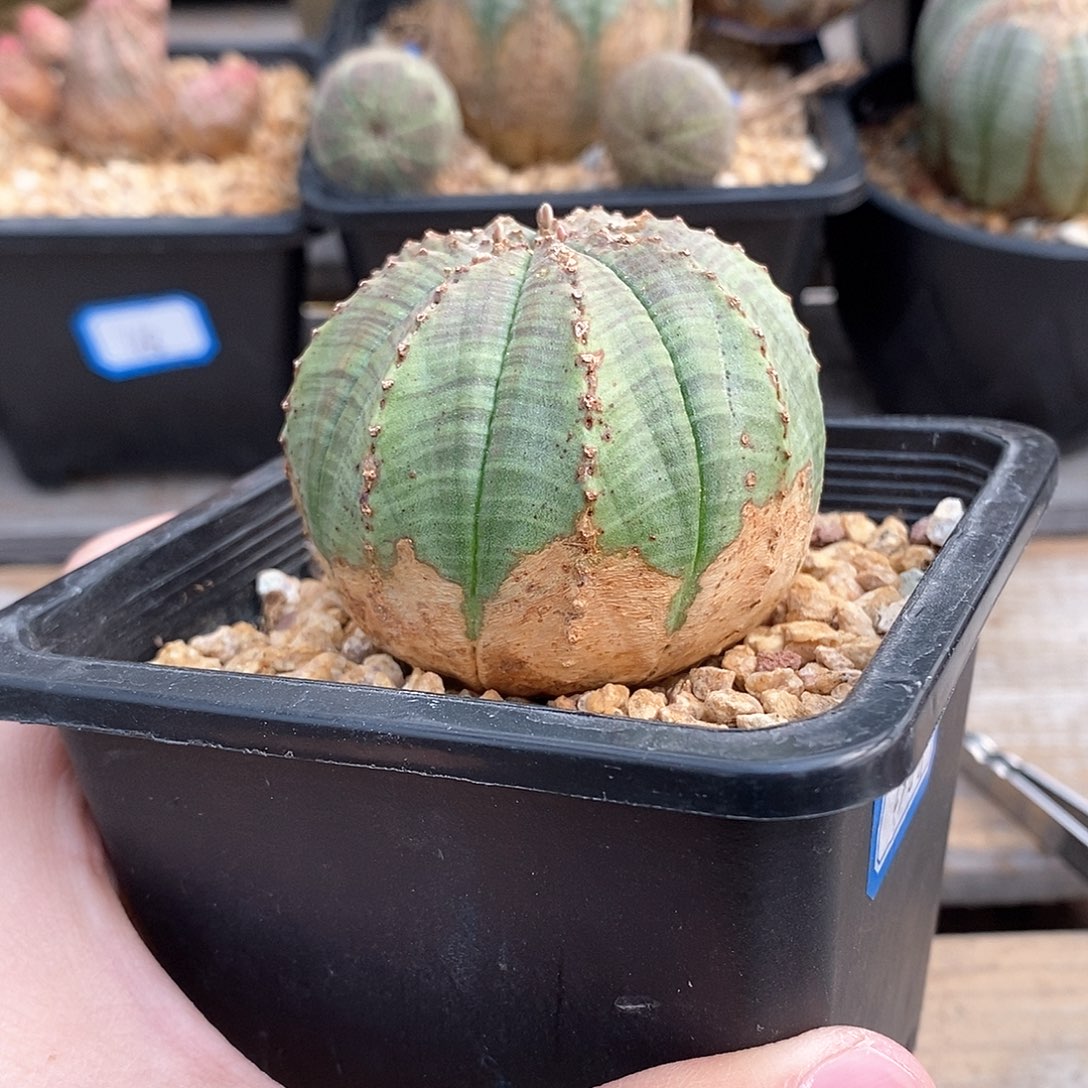 欧系实生布纹球多肉植物