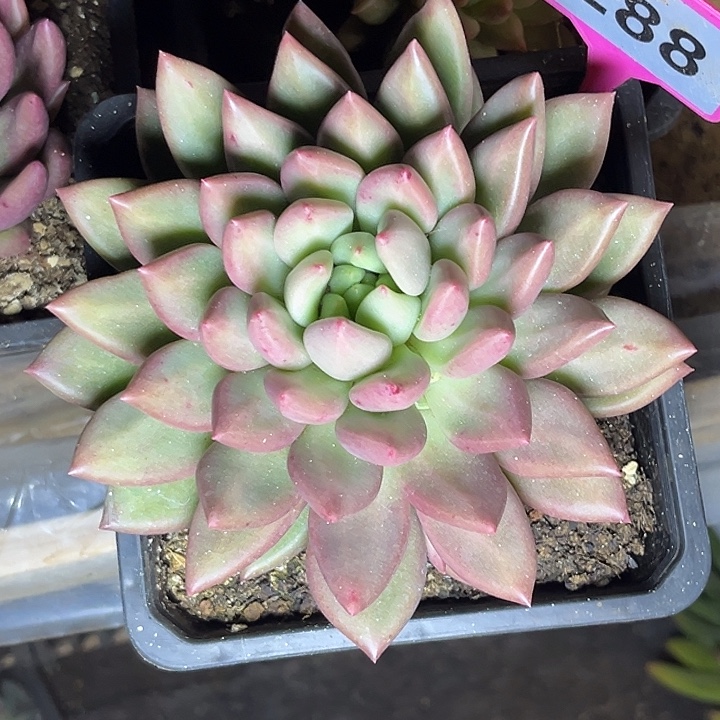 领***生多肉植物米其林288