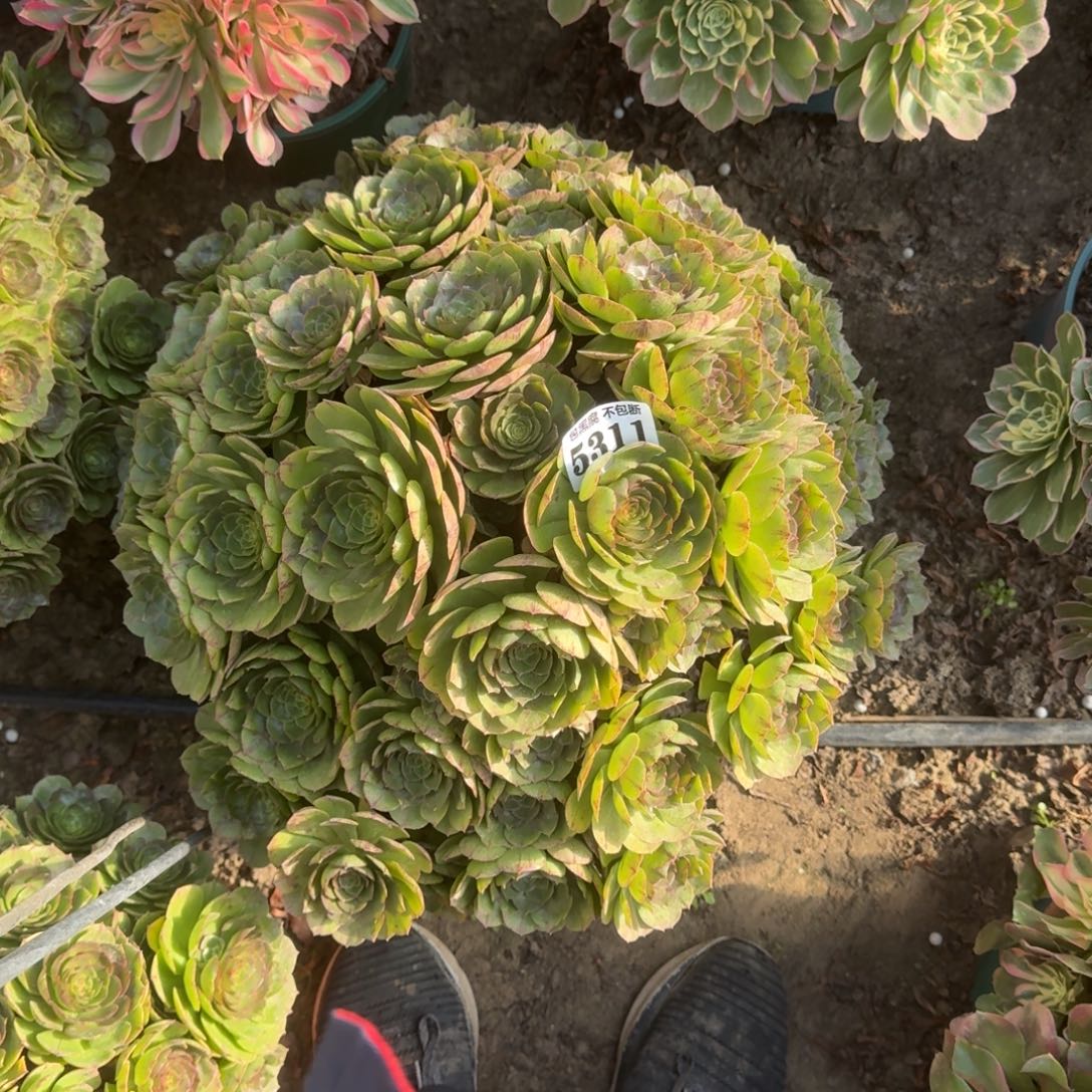 法师万拉丝不包断5311 18-9