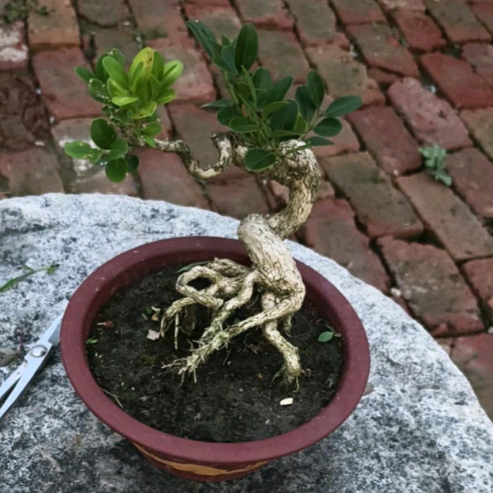 多年生瓜子黄杨老桩微型盆景四季常青耐寒耐冻绿植盆栽