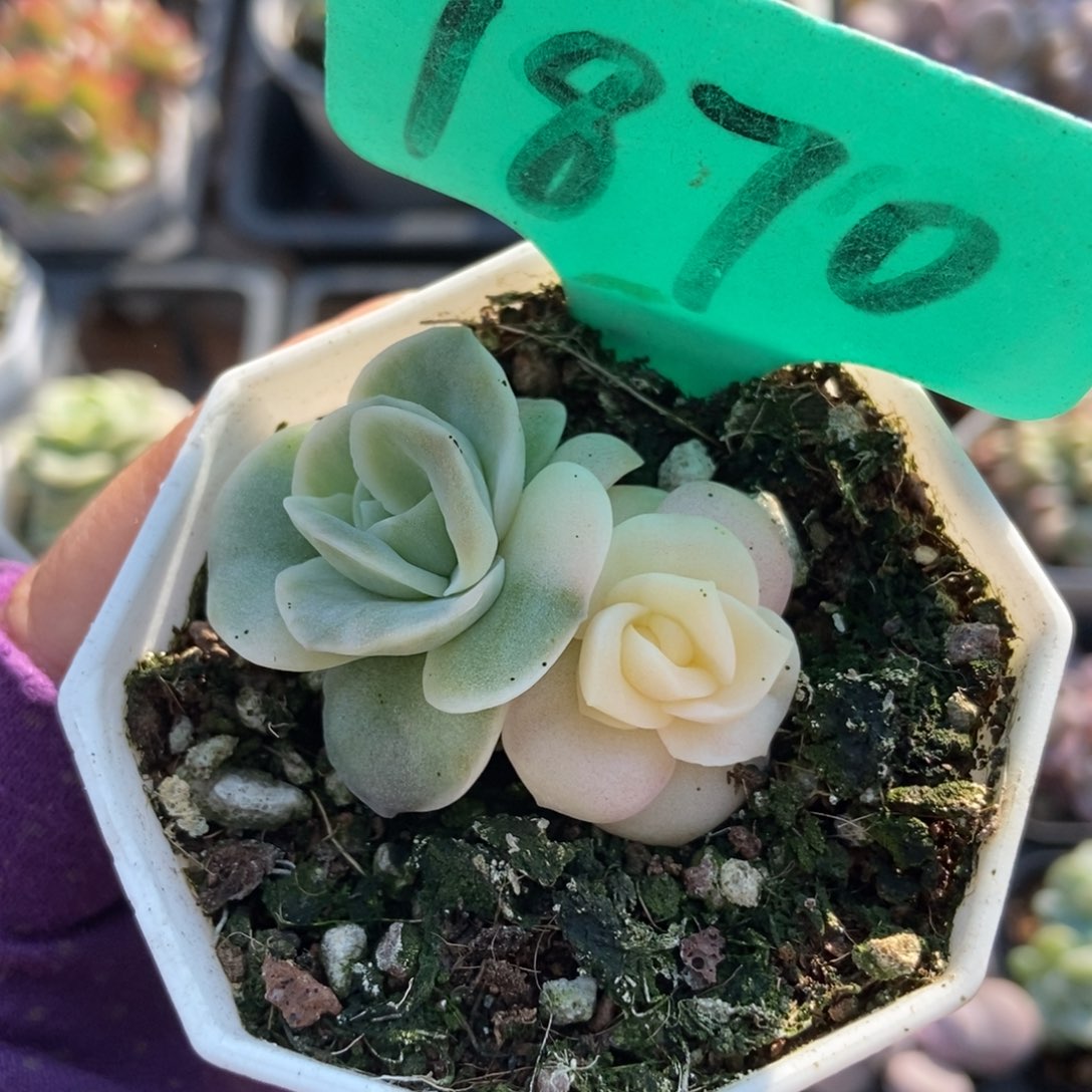 1870可爱玫瑰锦多肉植物