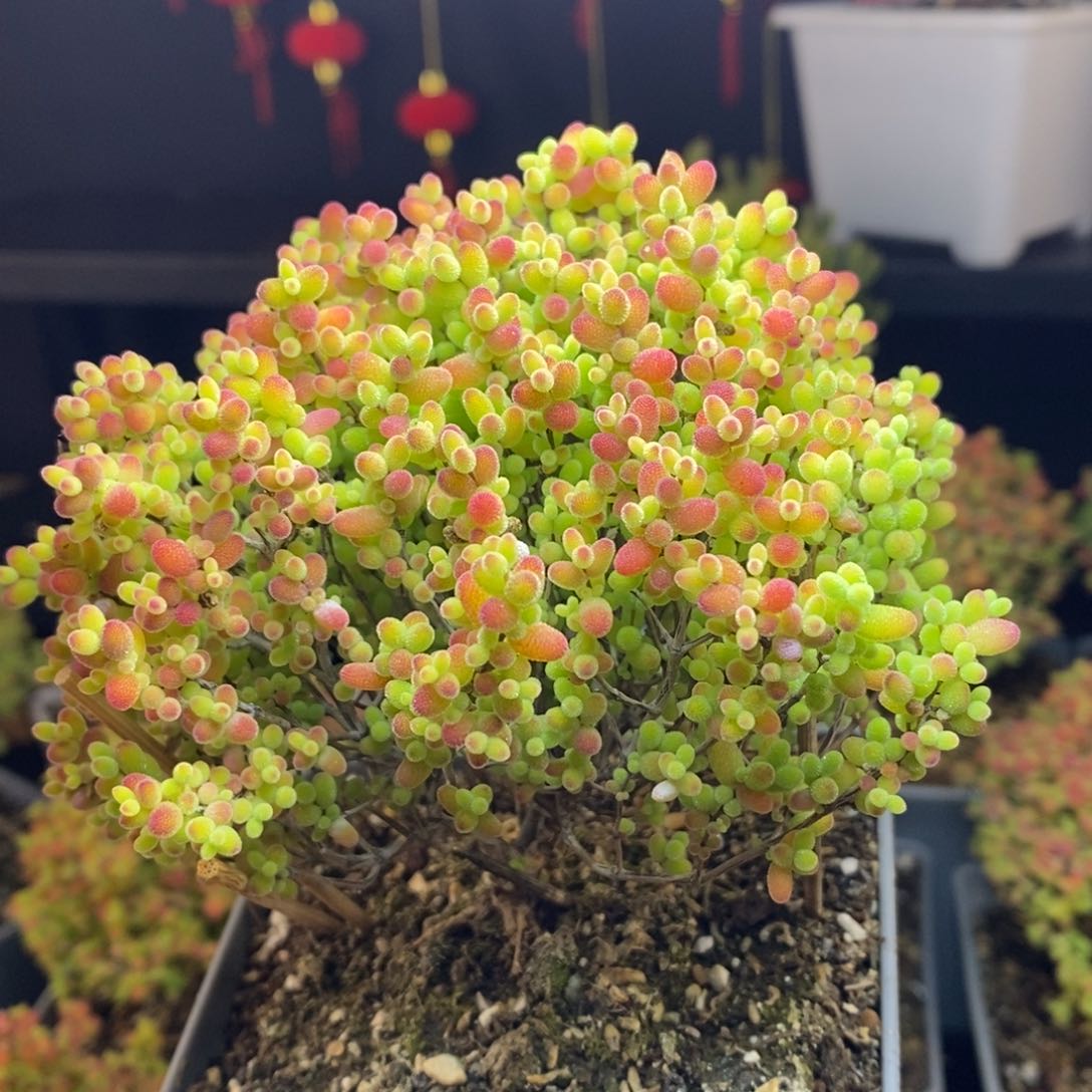 612号蜜橘糖球枝干