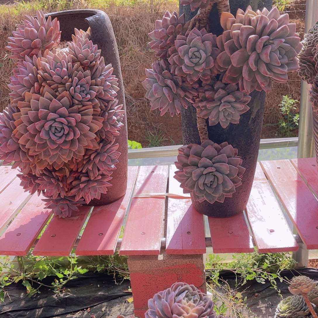 ?*然多肉奥普安带盆