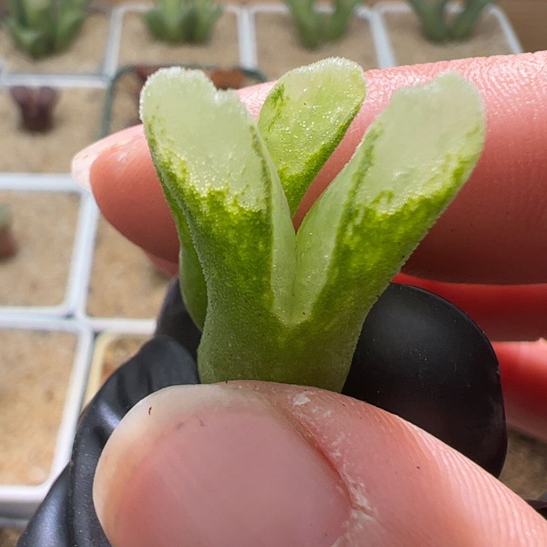 冰风铃一颗861。 