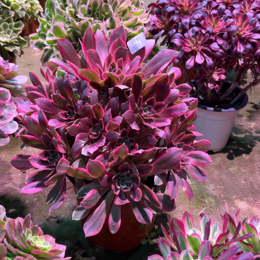 多肉植物浣纱309