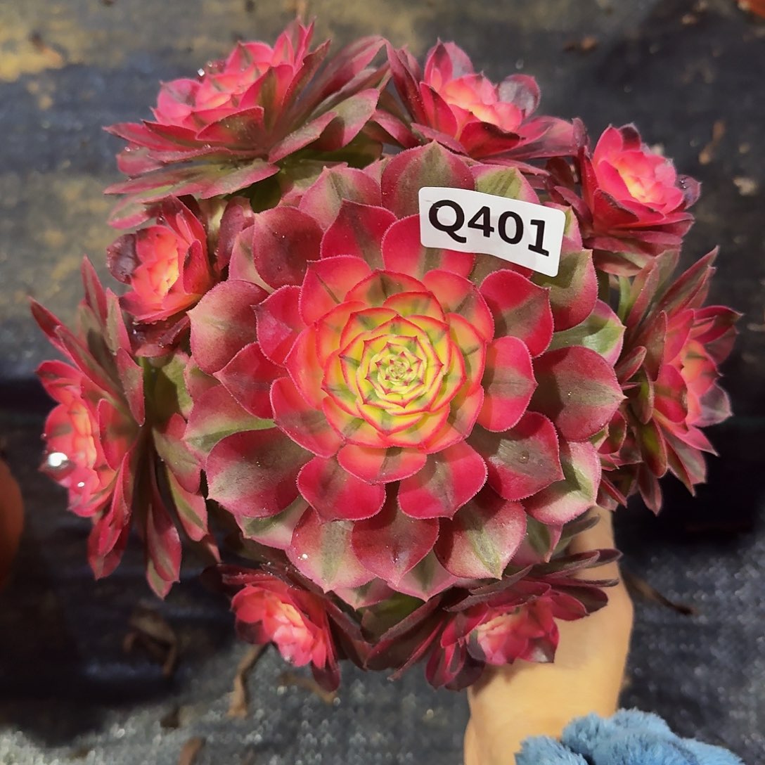 401荔枝44冠服20左右小颗的