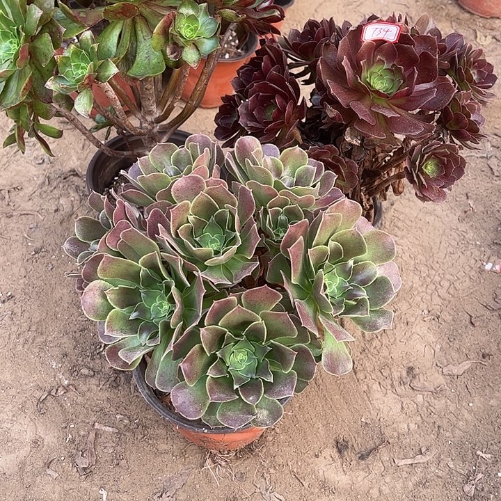 734多肉植物组合，