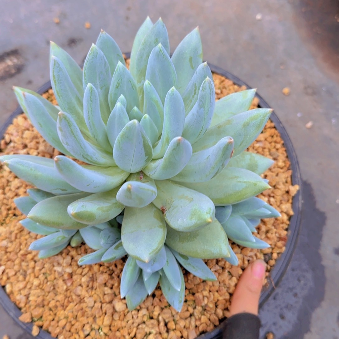 厚*蟹多肉植物多肉植物