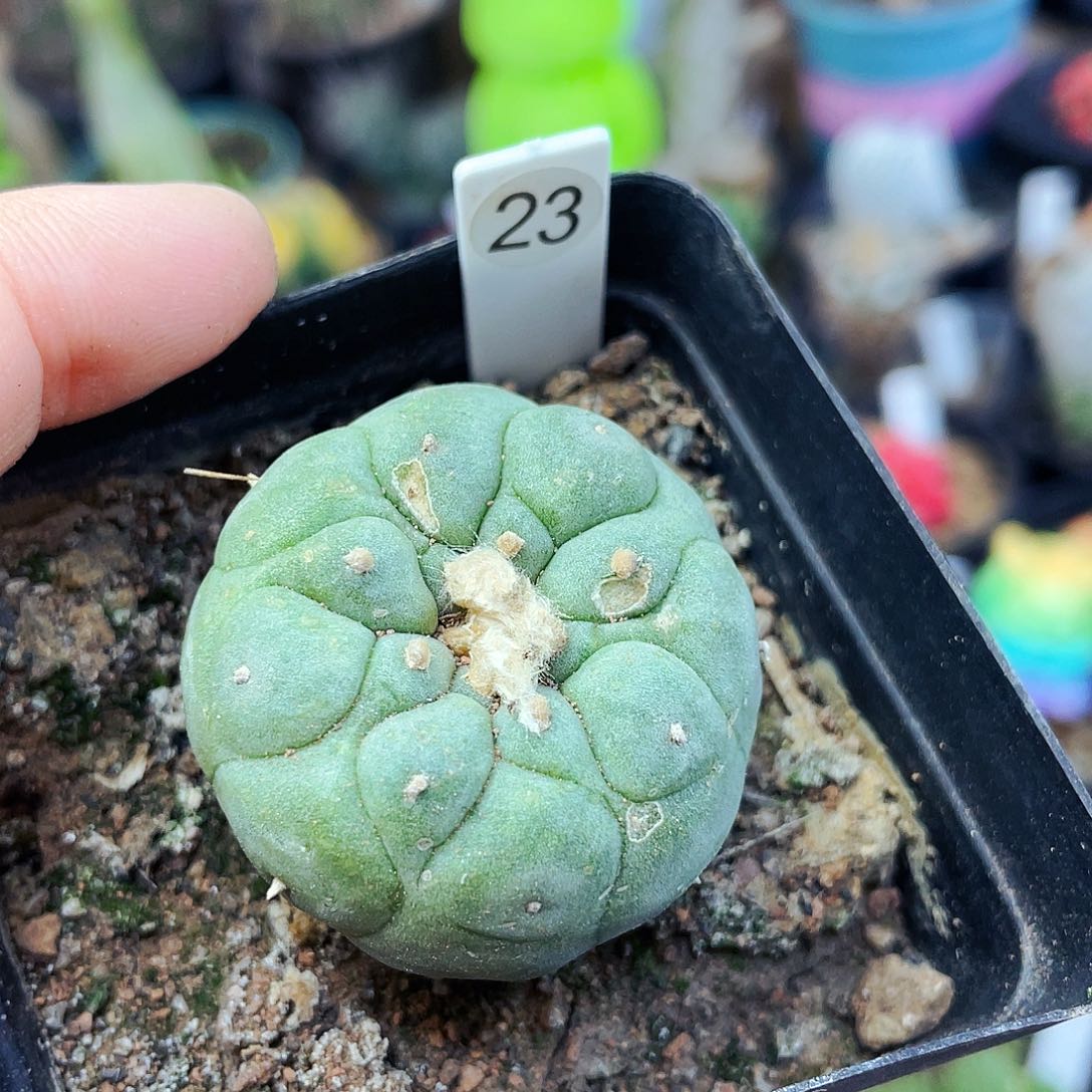 非偏远地区满25包邮仙人球