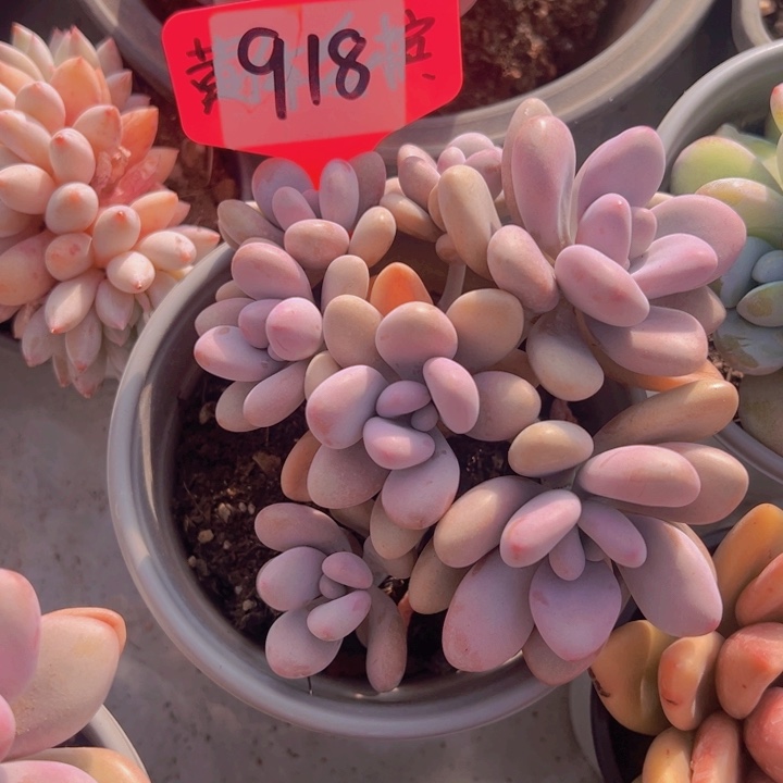 健健康康平平安安