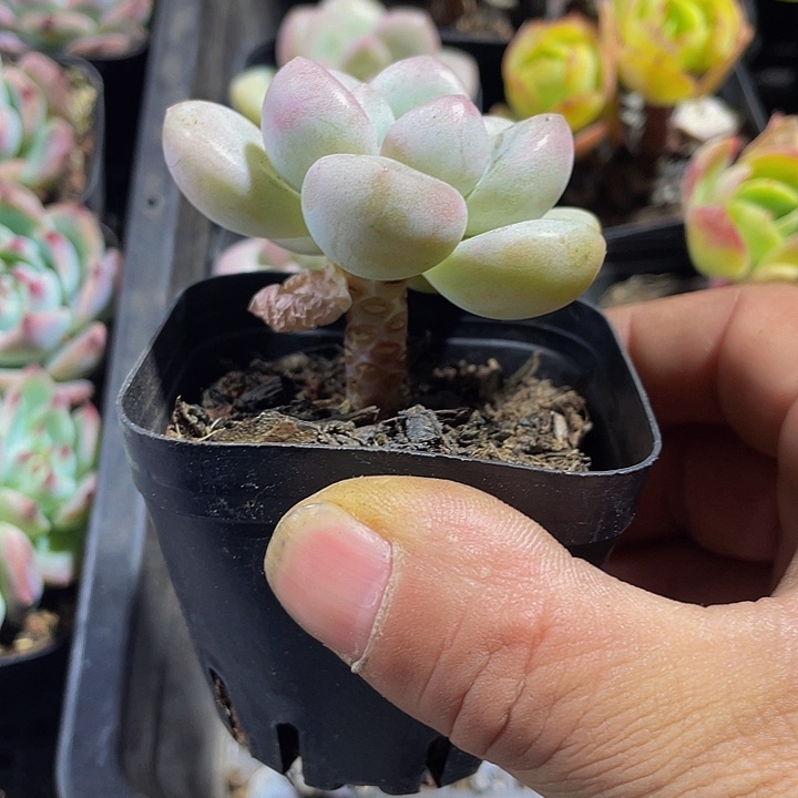 单头泡泡糖带盆土发