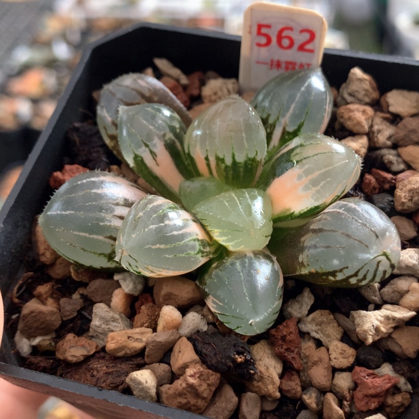 【闪购商品】562糯玉露