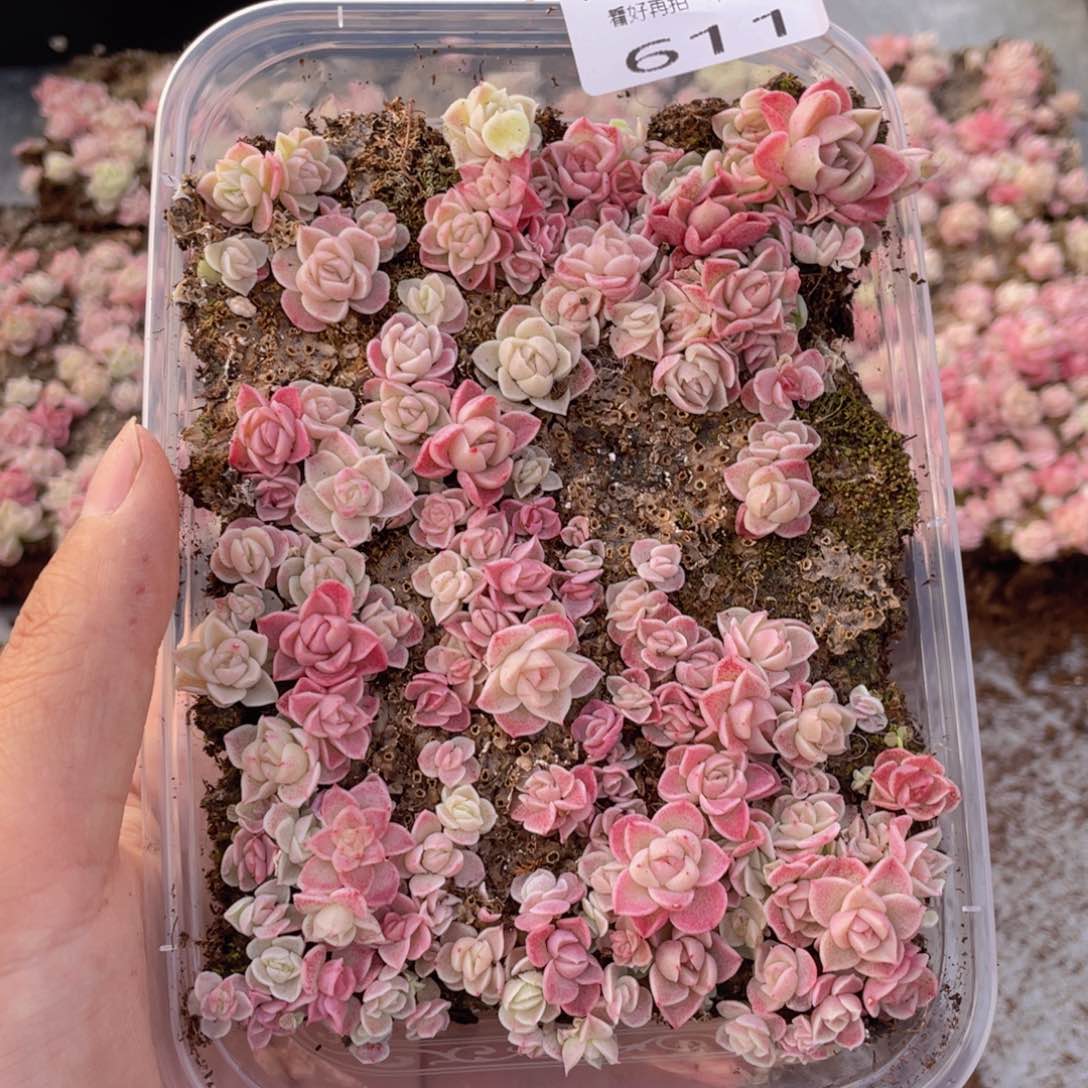 云糖心多肉植物611