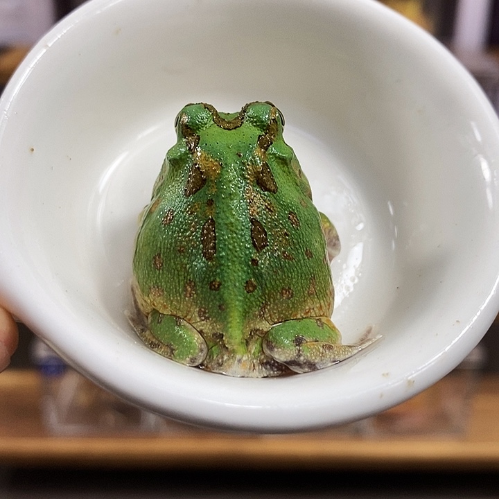 角蛙768号绿波子角蛙