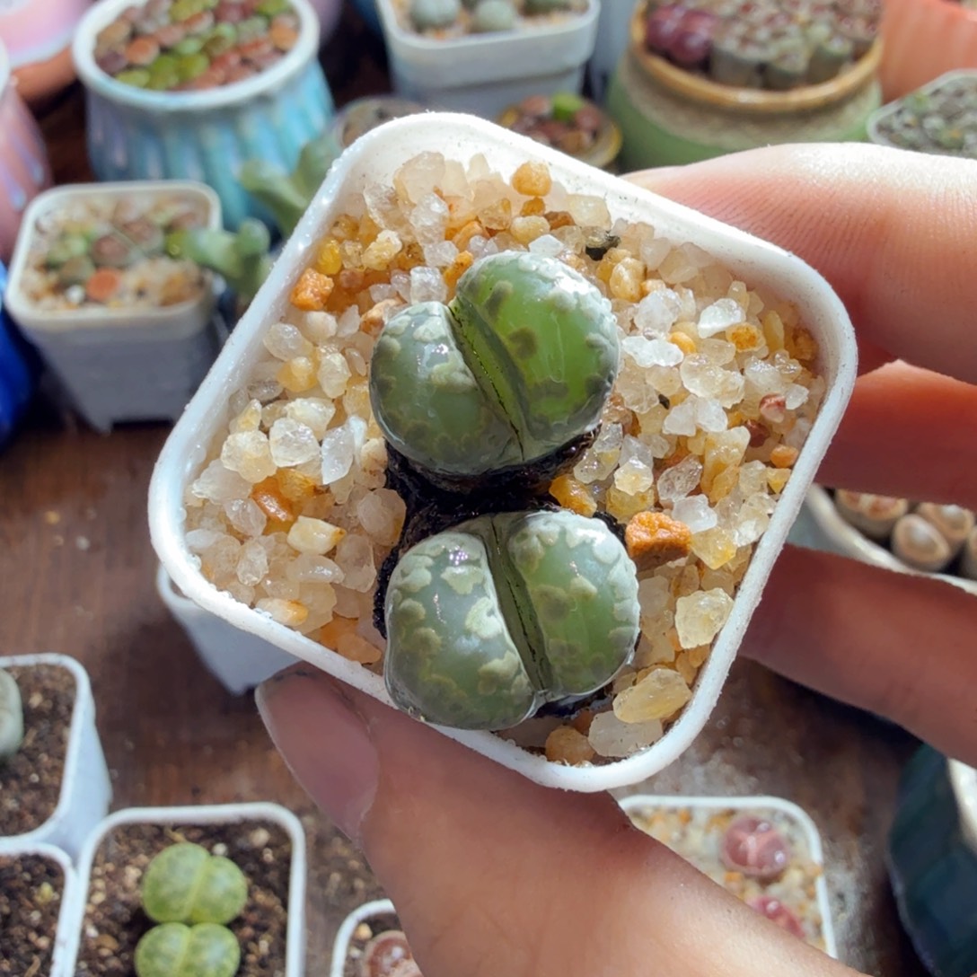 沫***丶多肉植物的生长发育和生长449