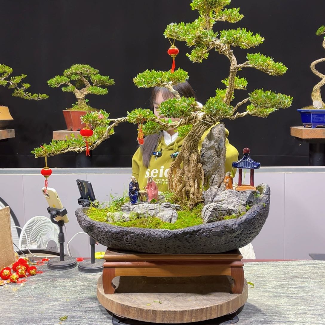 四季常青老桩黄桩盆景