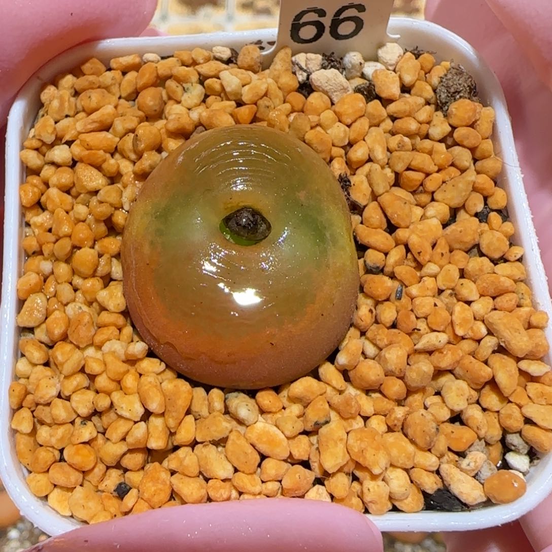 肉锥多肉植物百科5-优选水蜜桃母本547