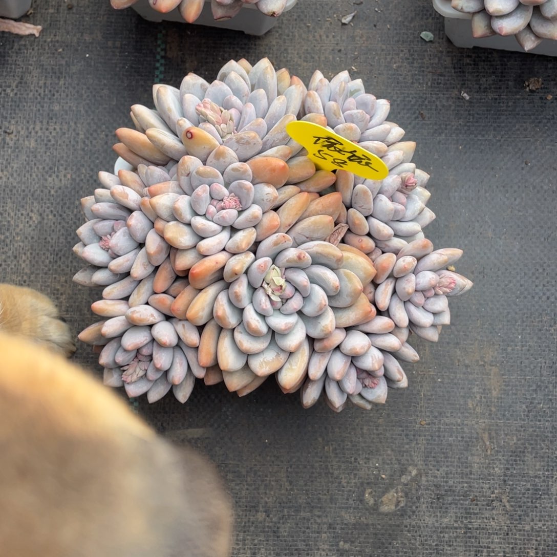 依*奶酪体香水群生一个58