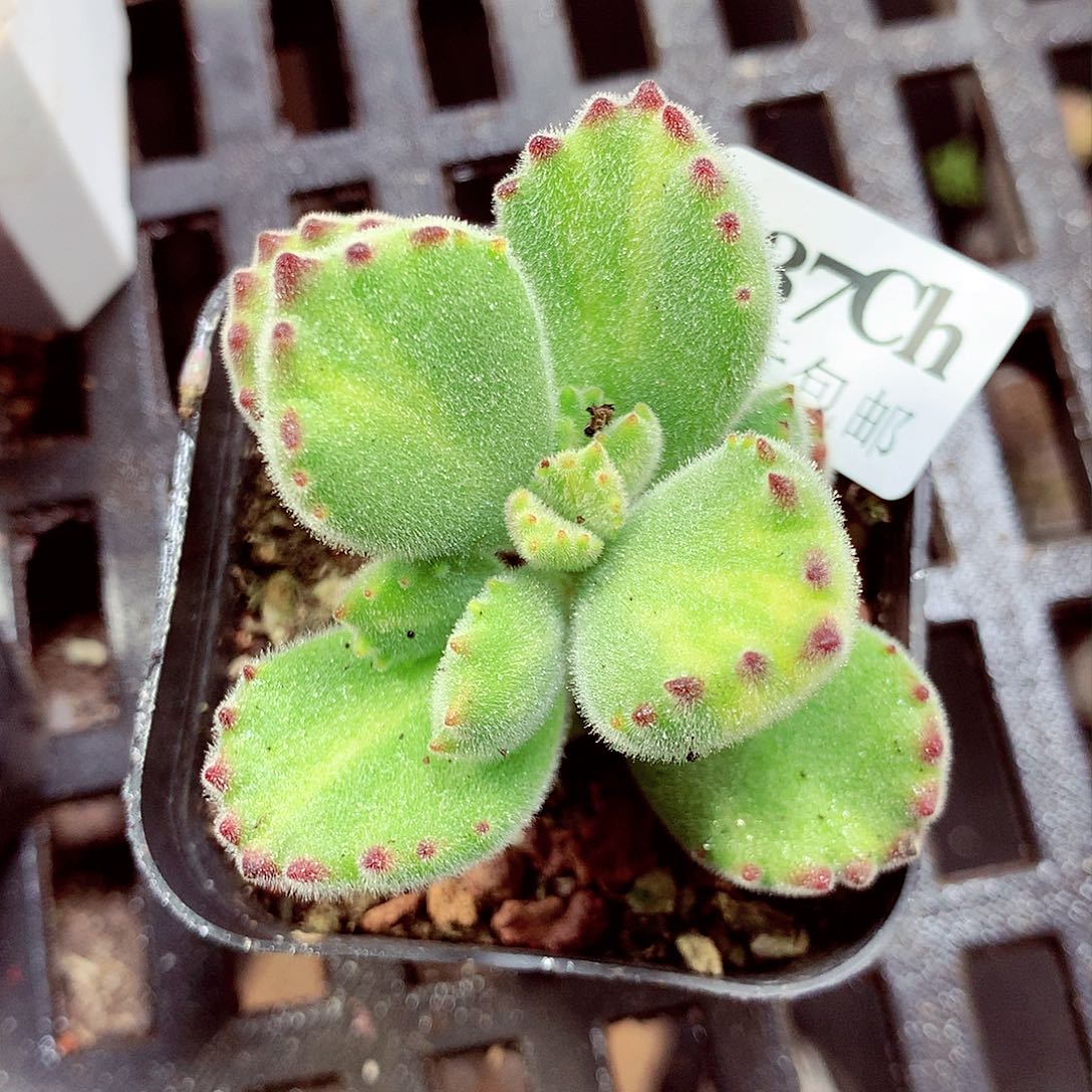5厘米盆精控多肉037