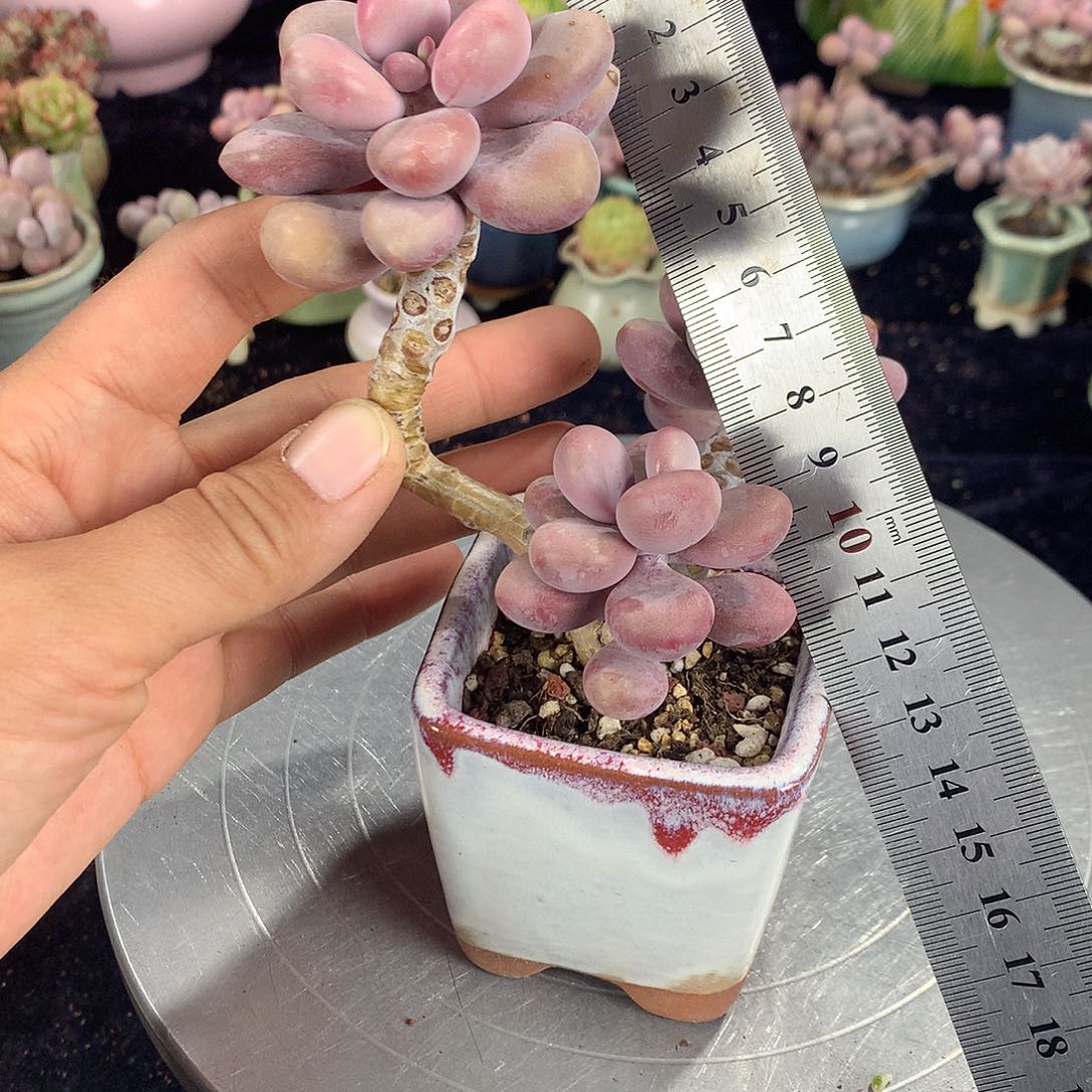 2号带盆偏远地区不包邮的