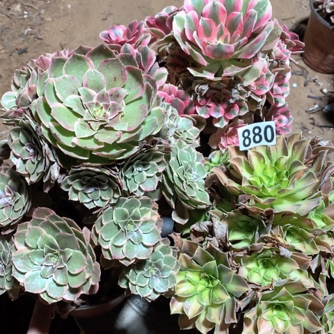 880粉女巫 粉花妖 韶华三颗