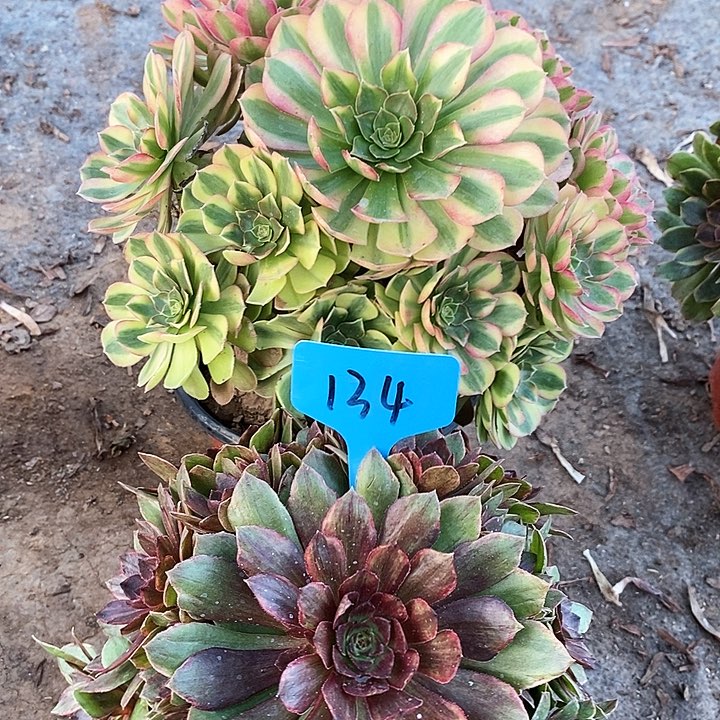 134 两颗法师多肉