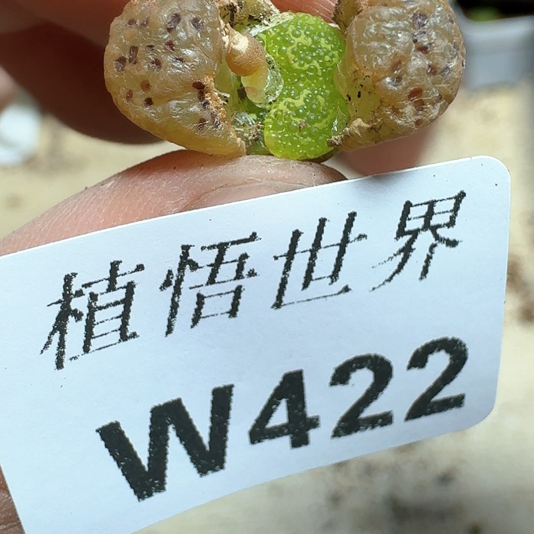 422盒多肉植物哇c g