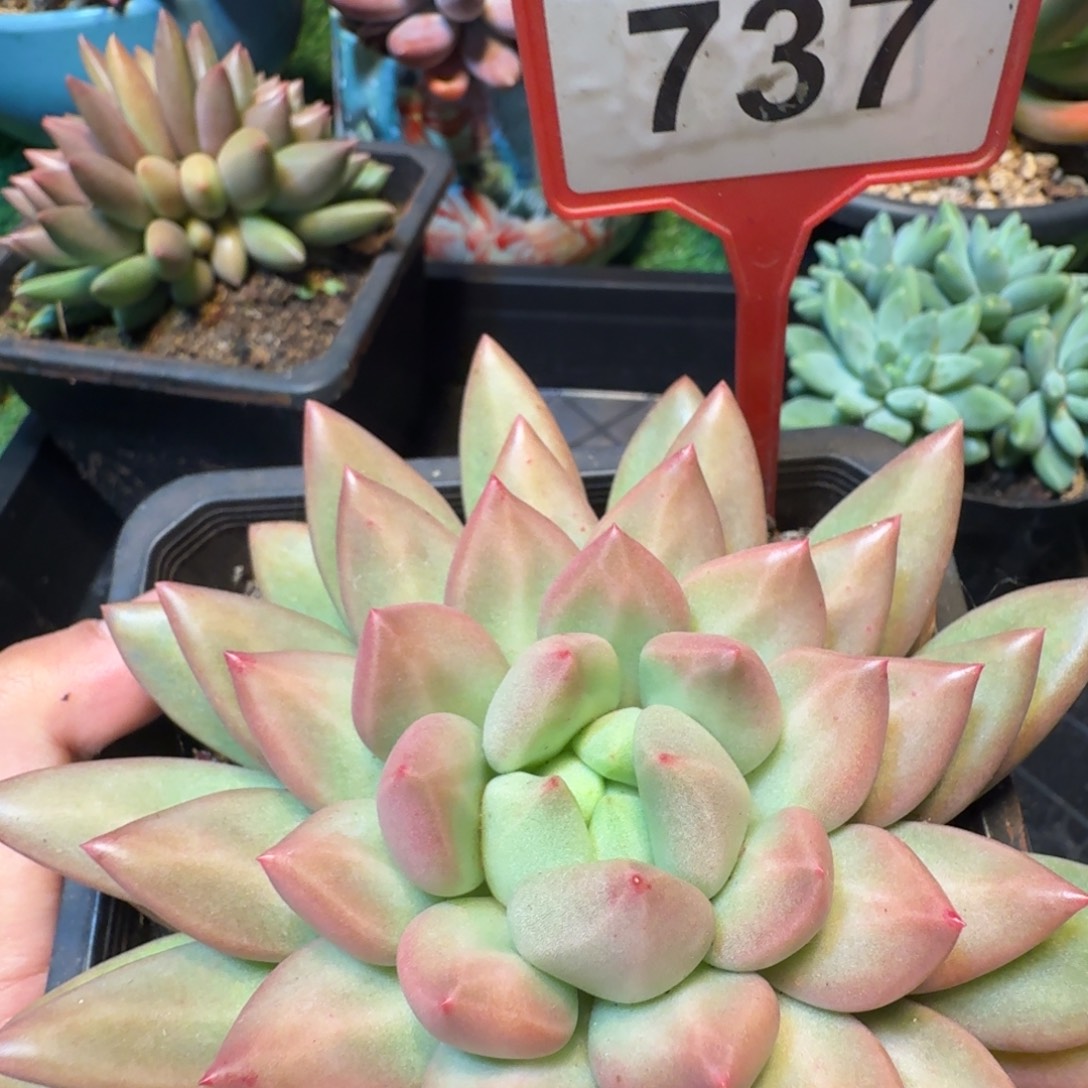 米其林一物一拍737号