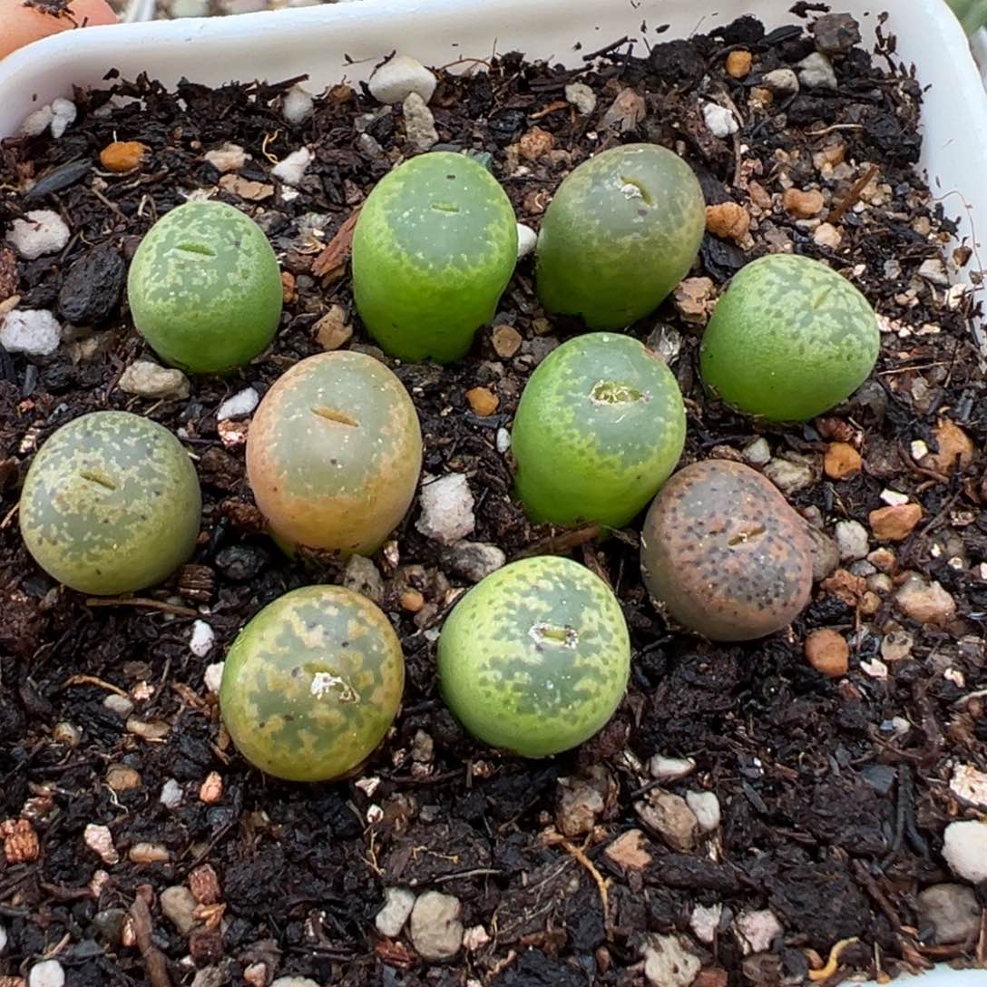 1.15好看的多肉004