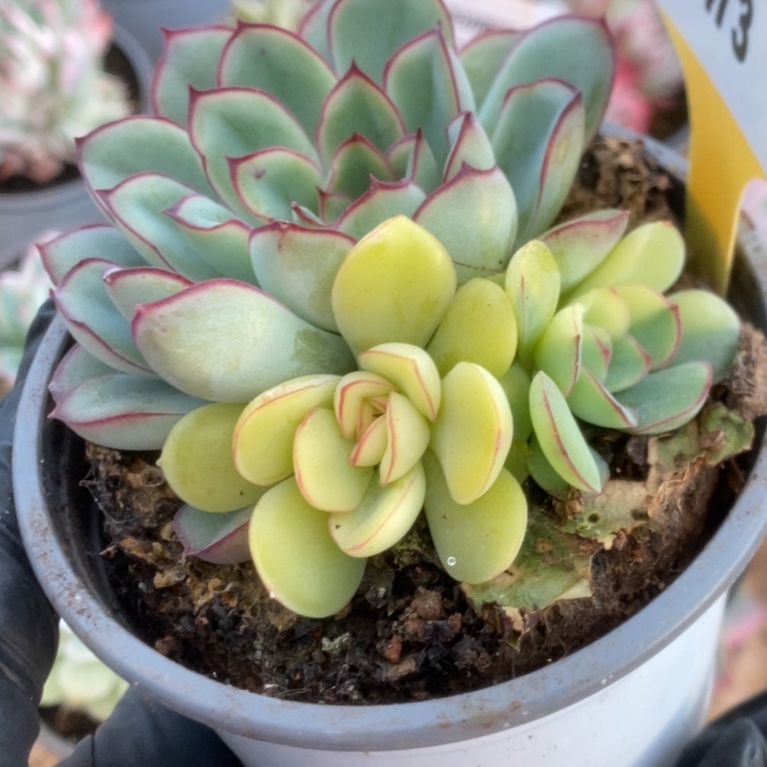 473慈禧锦锦锦锦锦锦锦